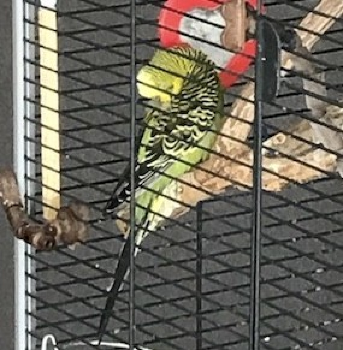fullsizeoutput_1054.jpeg