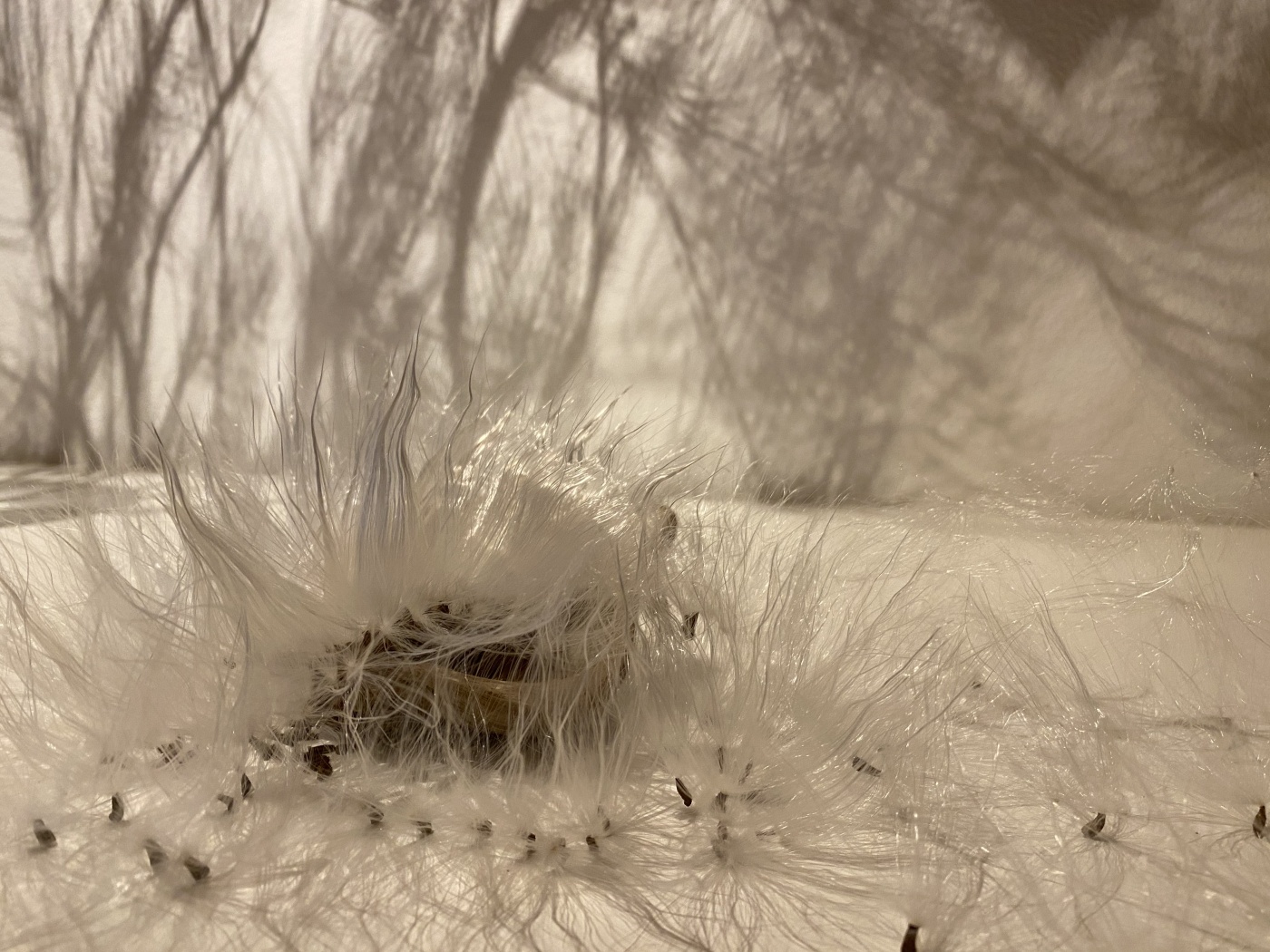 img_3542 het wonder van de natuur â© wholism project.jpg