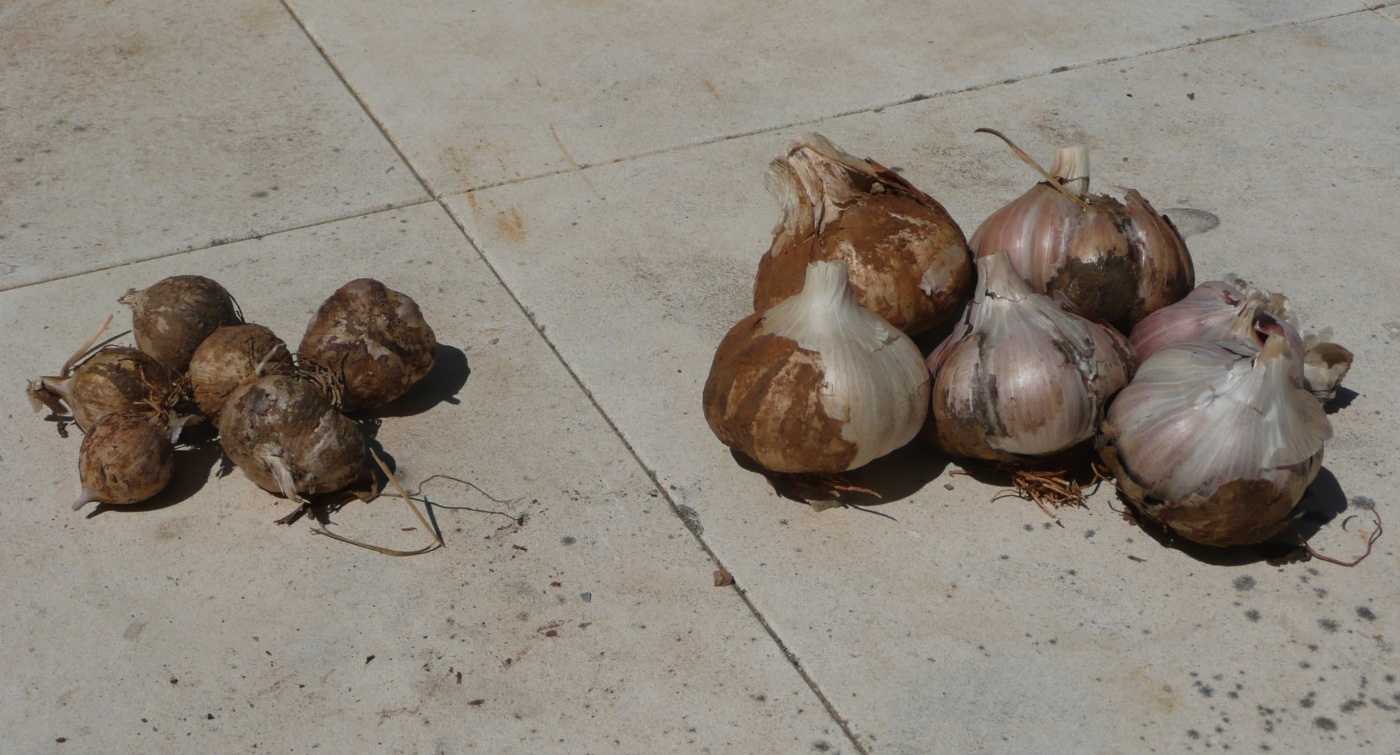 p1000549.jpg