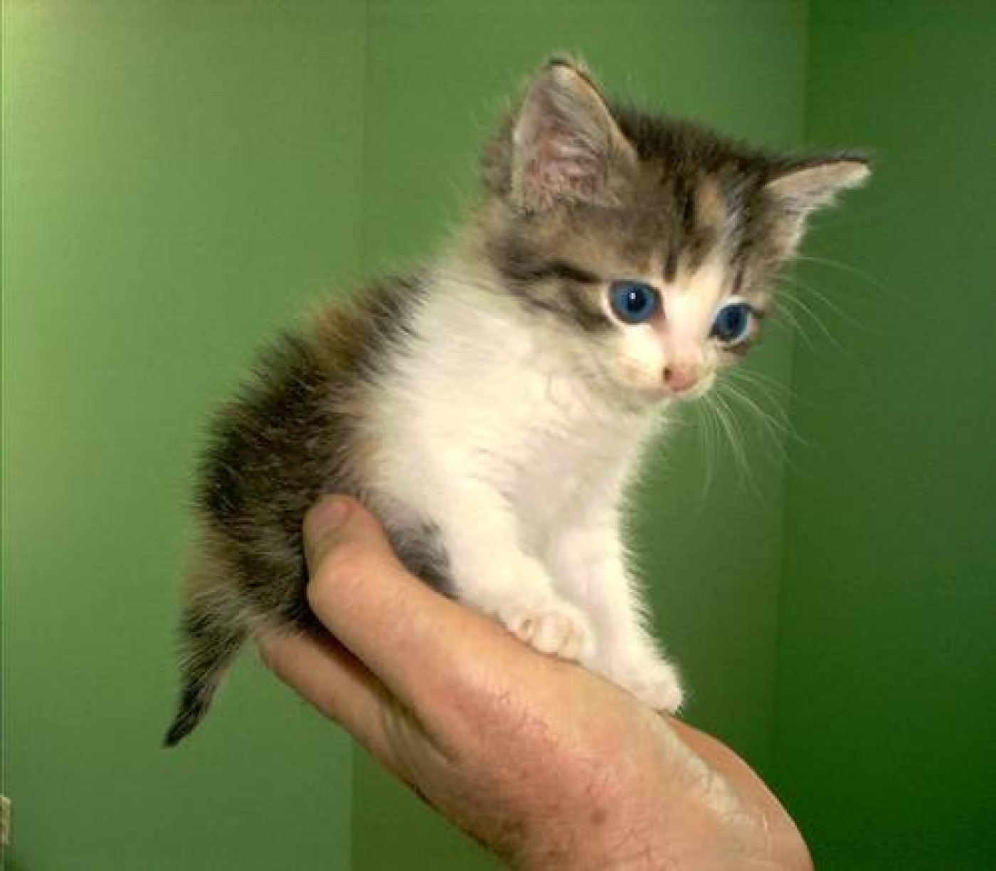 so-cute-3-cute-kittens-9989494-500-437.jpg