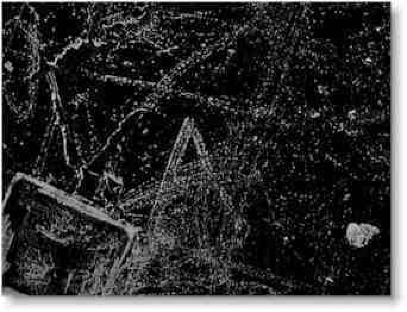 t-f_oza (13,5kb).jpg